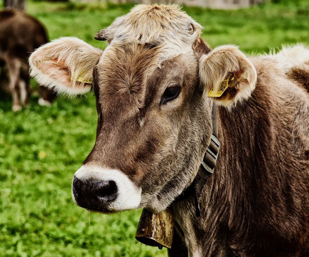 Cow