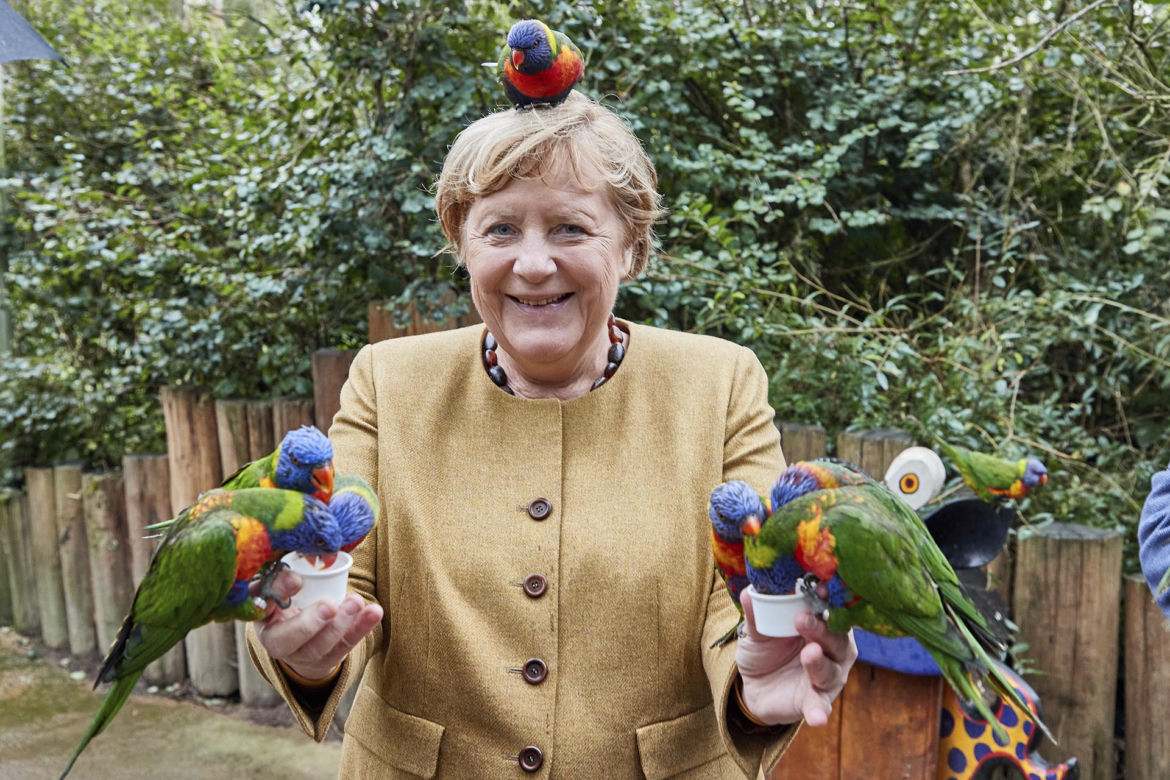 Merkel obsiadły papugi