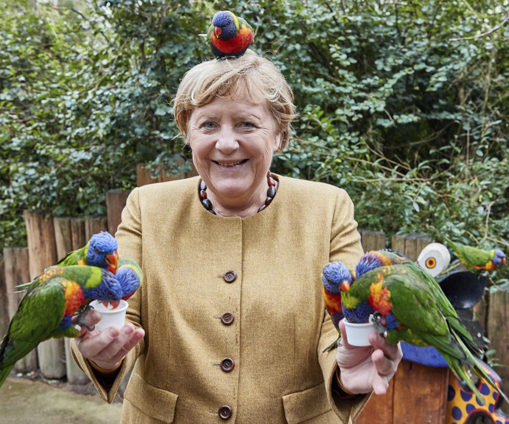 Merkel obsiadły papugi