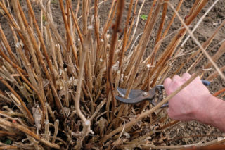 Jedno cięcie leczy, drugie odmładza. Poznaj rodzaje cięcia