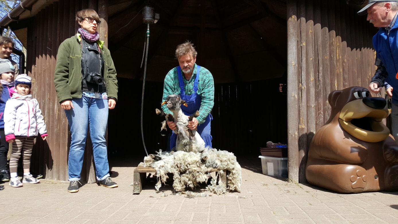 Pokaz strzyżenia owiec w bydgoskim zoo