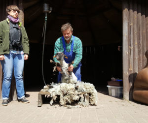 Pokaz strzyżenia owiec w bydgoskim zoo