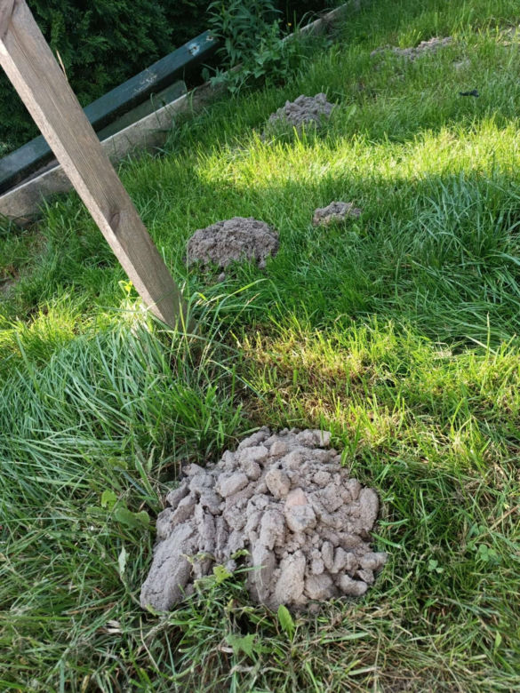 Walczył z kretami, ma poparzoną twarz