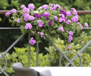 Pelargonie