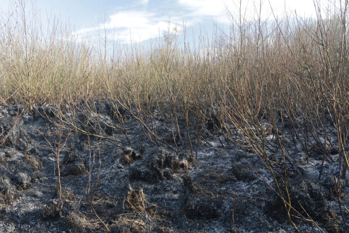 Biebrzański Park Narodowy UGASZONY. Zobacz, jakie zniszczenia spowodował ogień