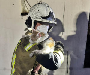Dramatyczny pożar w Ujeździe. Strażacy uratowali z płomieni kota, psa i żółwia. Poszkodowani w pożarze zbierają na nowy start