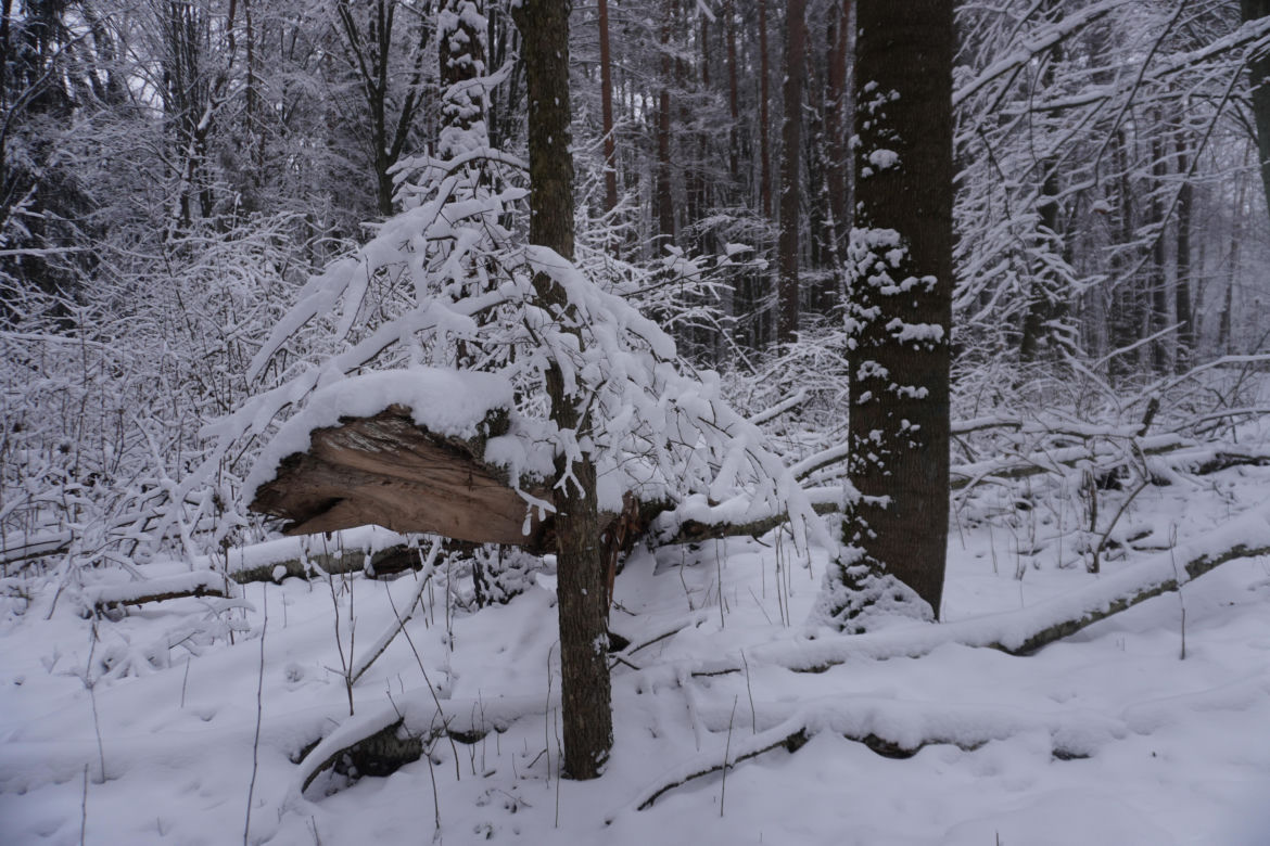 To miejsce zimą przypomina Narnię. Las Zwierzyniecki znajduje się w sercu Białegostoku [ZDJĘCIA]
