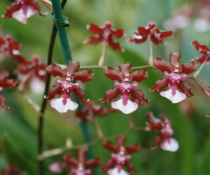 Ten storczyk pachnie, jak czekolada! Zniewala nie tylko wyglądem, ale i zapachem