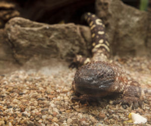 We wrocławskim zoo wykluły się helodermy meksykańskie
