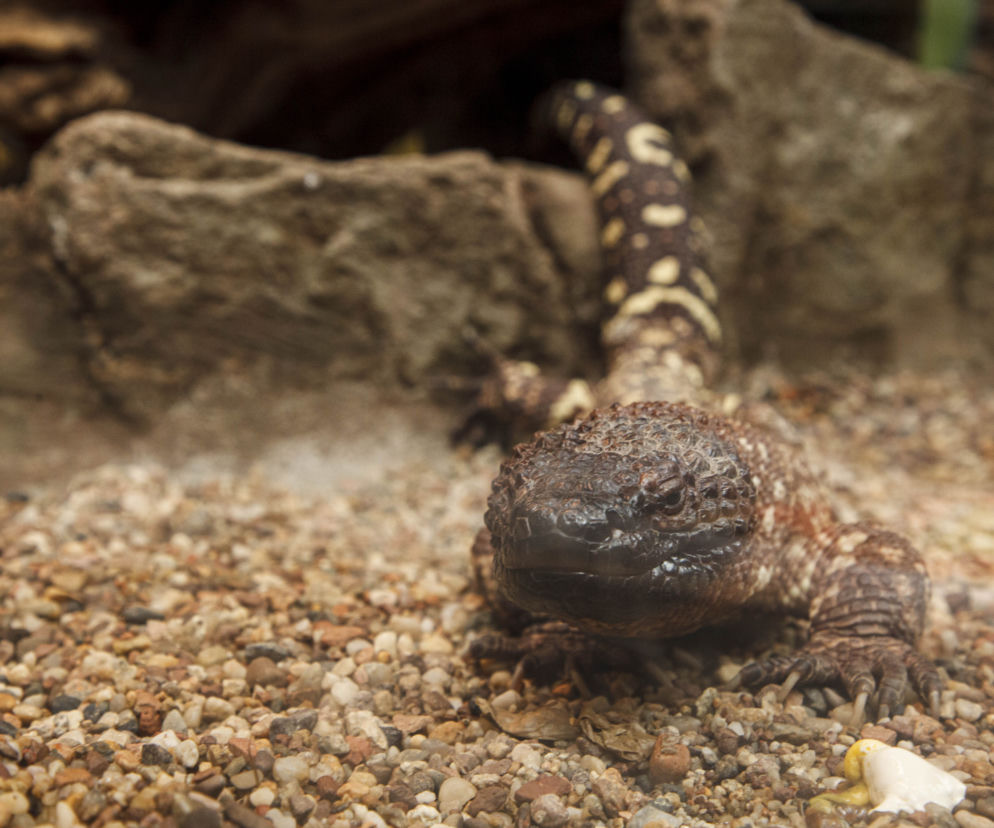 We wrocławskim zoo wykluły się helodermy meksykańskie