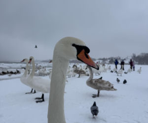 Bałtyk zimową porą, uchwycony w kadrach