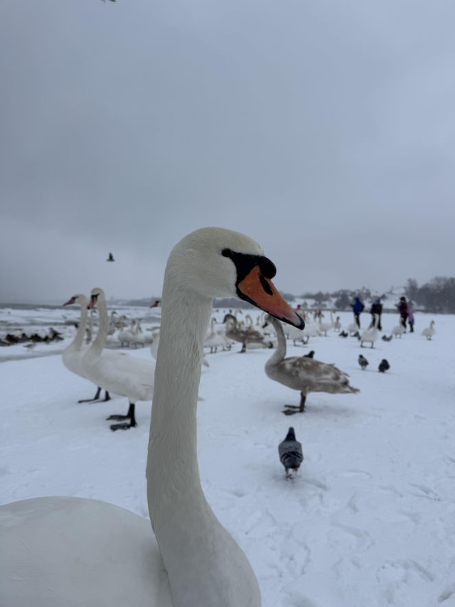 Bałtyk zimową porą, uchwycony w kadrach