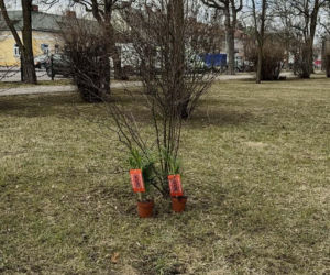 Darmowe palmy na ulicach Suwałk! Niezwykła akcja Radia ESKA