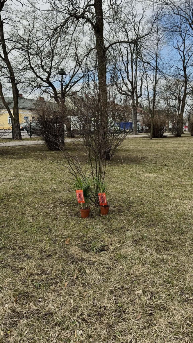 Darmowe palmy na ulicach Suwałk! Niezwykła akcja Radia ESKA