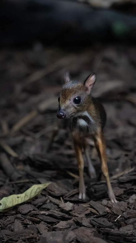 W Warszawskim ZOO urodził się myszojeleń. Maluch skradł serca internatom