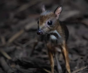 W Warszawskim ZOO urodził się myszojeleń. Maluch skradł serca internatom