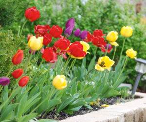Tulipany