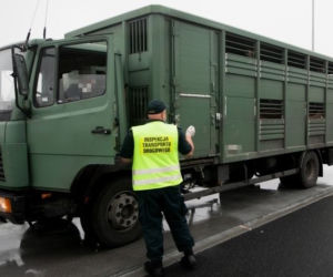 Za dużo zwierząt w jednym transporcie