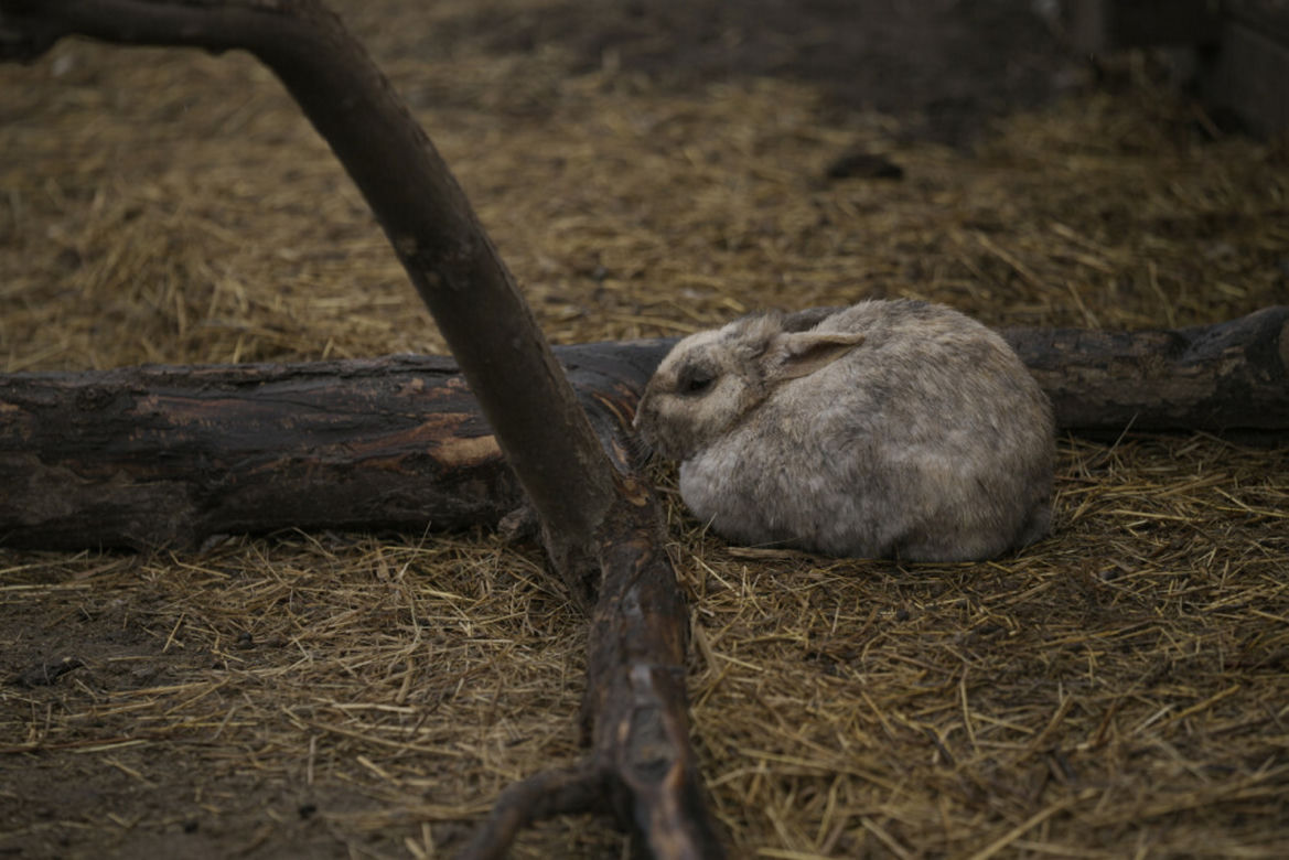  Wojska Putina specjalnie zbombardowały zoo! Zginęły setki zwierząt