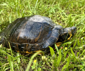 Rekordowy żółw odłowiony w Poznaniu! Nawet milion kary grozi właścicielowi!