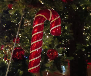 Choinka przed urzędem miasta w Szczecinie