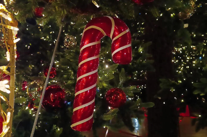 Choinka przed urzędem miasta w Szczecinie