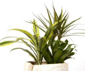Dracena