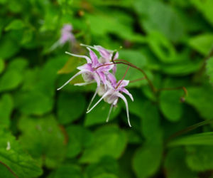 Epimedium wielkokwiatowe