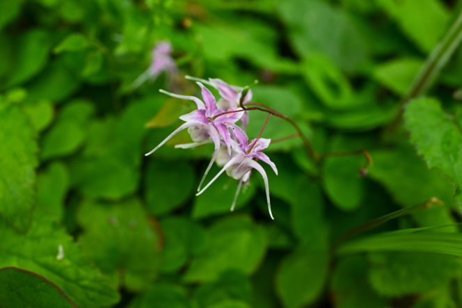 Epimedium wielkokwiatowe