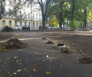 W Parku Kościuszki w Lesznie kwitnąć będą krokusy