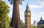 Big Ben i najwyższe drzewo świata