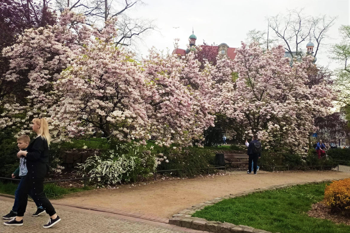 Magnolie w Szczecinie
