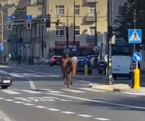 Wakara galopowała przez centrum Lublina! Ludzie byli w szoku