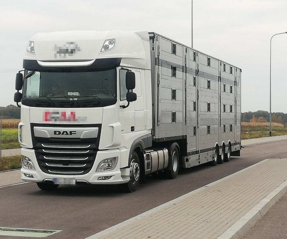 Rekordowa skala naruszeń przy transporcie zwierząt 