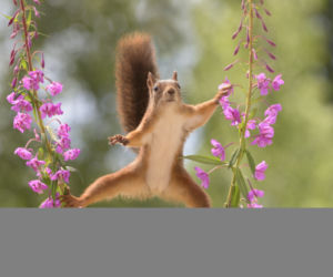 SCIURUS VAN DAMME.