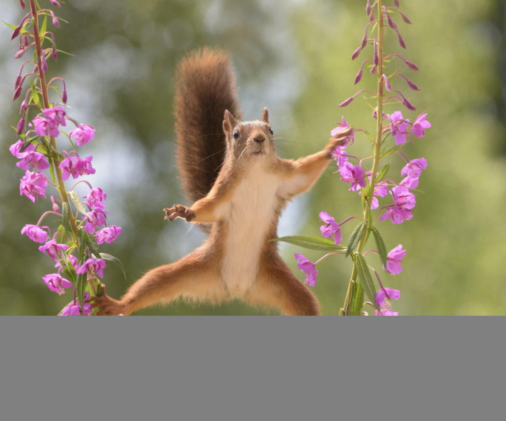 SCIURUS VAN DAMME.