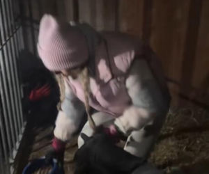 Koniec heroizmu Dody? Artystka mówi dość po dramatycznych wizytach w schroniskach