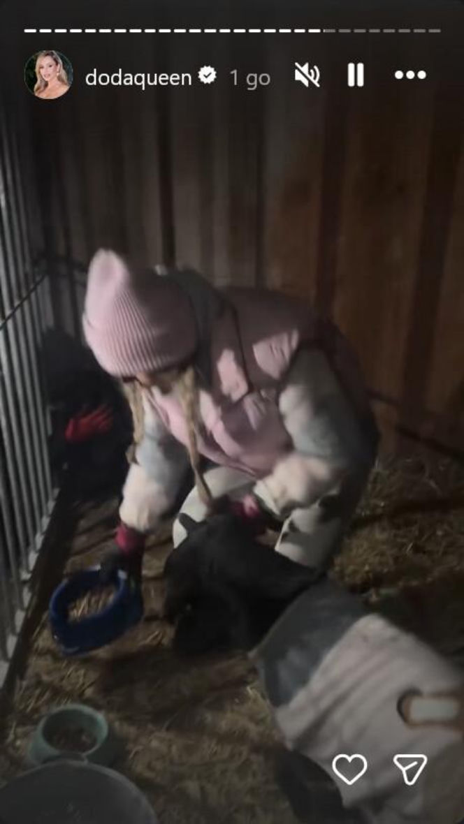 Koniec heroizmu Dody? Artystka mówi dość po dramatycznych wizytach w schroniskach