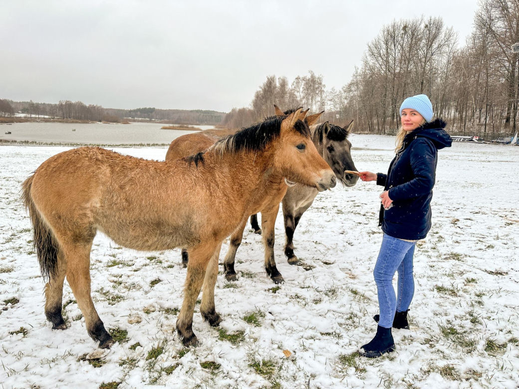 Wystraszył je huk petard. Konie, kucyki i osioł zabłąkane na środku drogi