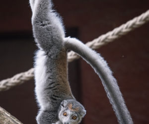 Lemury koroniaste we wrocławskim zoo