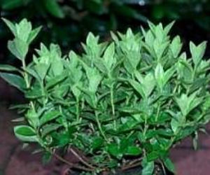Azalia japońska 'Elsie Lee'