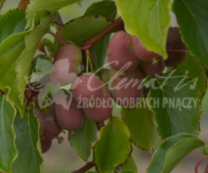 aktinidia