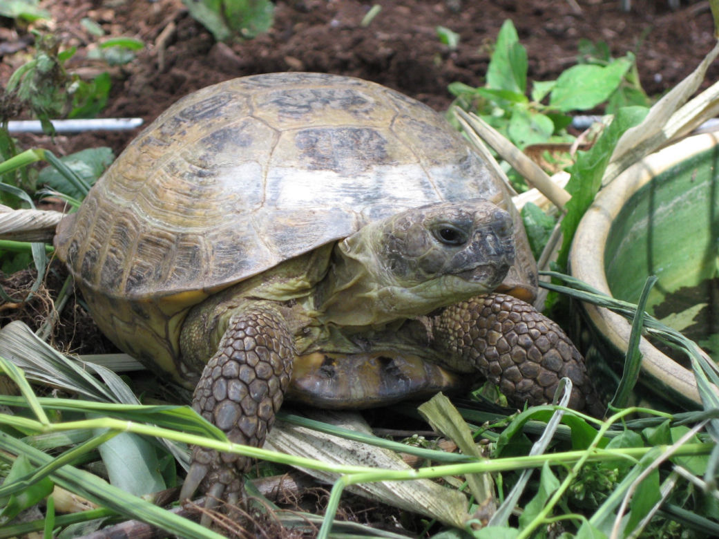 Żółw stepowy (Testudo horsfieldii)