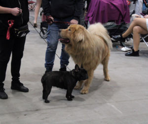 Międzynarodowa Wystawa Psów Rasowych Duo Cacib Kielce 2025