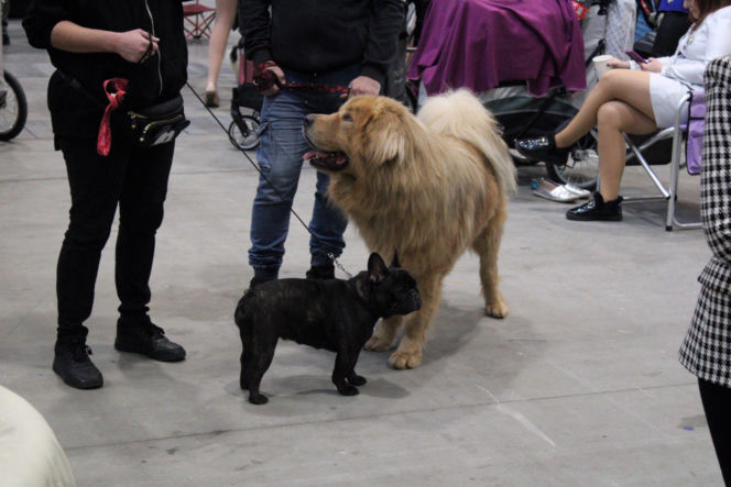 Międzynarodowa Wystawa Psów Rasowych Duo Cacib Kielce 2025