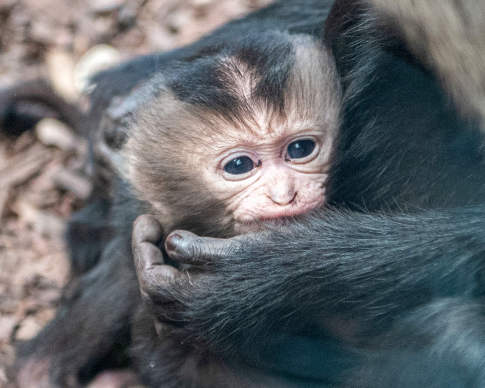 Baby boom w Orientarium ZOO Łódź. Weź udział w konkursie na imiona dla maluchów!