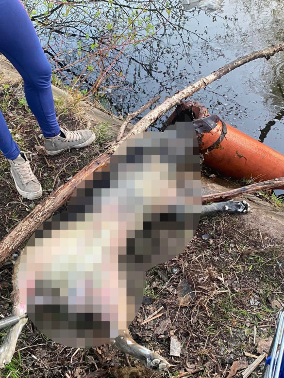 Ktoś w bestialski sposób zabił suczkę
