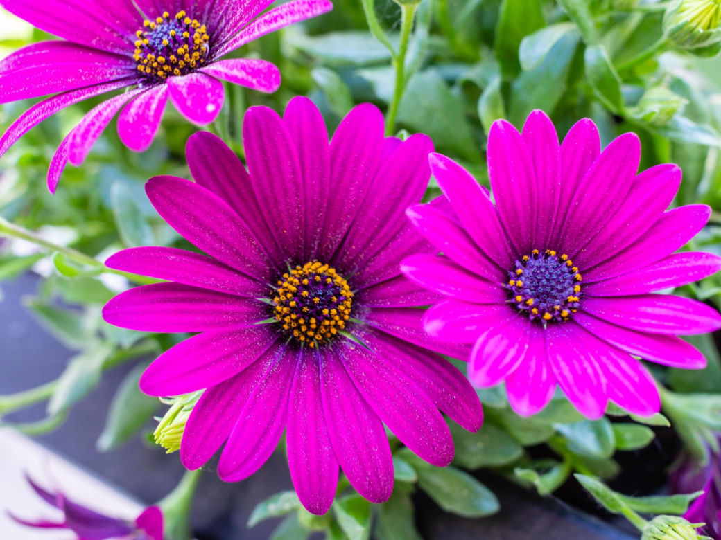 5. Stokrotka afrykańska (Osteospermum spp.)