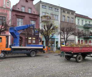 Drzewa na Rynku w Lesznie pod fachową opieką
