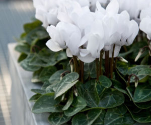 cyclamen2.jpg